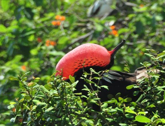 Pássaro infla seu papo vermelho em Half Moon Caye, perto do Blue Hole, na grande barreira de corais, em Belize